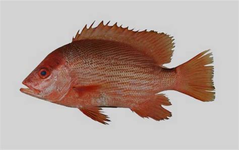 紅色魚種 三分颜色上大红